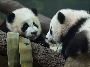 Giant pandas Ya Lun and Xi Lun